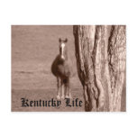 Kentucky Life Postcard