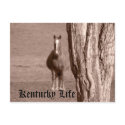 Kentucky Life postcards