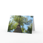Kentucky Tree Cards