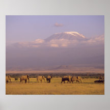 Kenya: Amboseli National Park, elephants and Posters