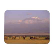 Kenya: Amboseli National Park, elephants and Magnet