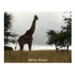 Kenya giraffe in the wild post cards