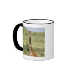 Kenya, Lewa Conservancy, Masai Giraffe standing Coffee Mugs