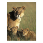 Kenya, Masai Mara Game Reserve, Lion cubs Post Card