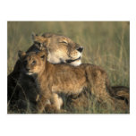 Kenya, Masai Mara Game Reserve, Lioness Postcards