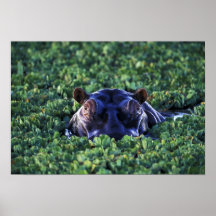 Kenya, Masai Mara National Reserve. Poster