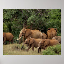 Kenya: Tsavo East National Park, herd African Posters