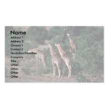 Kenyan Giraffes Business Cards