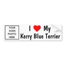 Kerry Blue Terrier