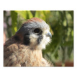 Kestrel Photograph