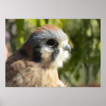 Kestrel Poster