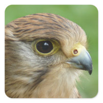 kestrel stickers
