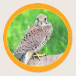 Kestrel Sticker