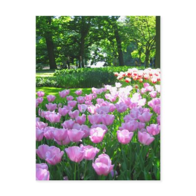 Keukenhof garden - Holland postcard by cycreation