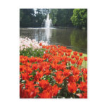 Keukenhof garden - Holland postcard