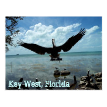 Key West Florida Pelican Wildlife Post Card Photo