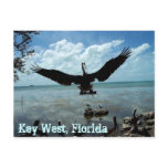 Key West Florida Pelican Wildlife Post Card Photo postcards