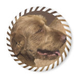 Khandu Afghan Hounds Magnet