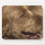 Khandu Afghan Hounds Mouse Pad