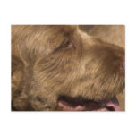 Khandu Afghan Hounds Postcard