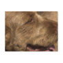 Khandu Afghan Hounds Postcard