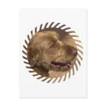 Khandu Afghan Hounds Postcard
