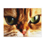 khat postcards