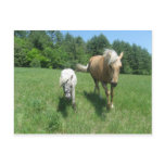 Khrysta, the Morgan horse, and Cash, the mini hors postcards