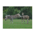 Kicking zebra postcard