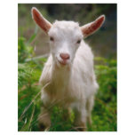 Kid Goat flyers