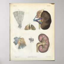 Kidney Anatomy Print