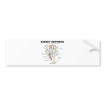 Kidney Nephron