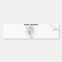 Kidney Nephron Bumper Sticker
