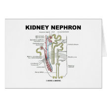 Kidney Nephron Card