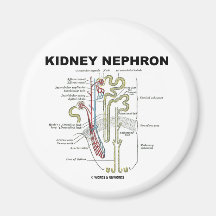 Kidney Nephron Fridge Magnets