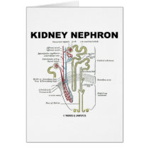 Kidney Nephron cards