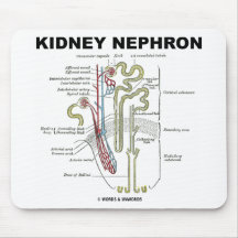 Kidney Nephron Mouse Pads