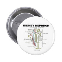 Kidney Nephron Pinback Buttons