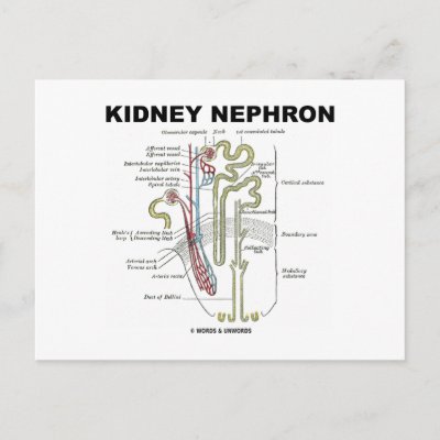 Blank Nephron