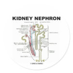 Kidney Nephron Sticker