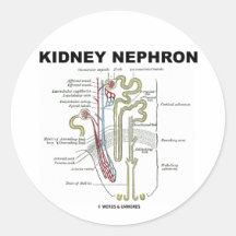 Kidney Nephron Sticker