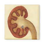 kidney stone refrigerator magnet