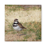 Killdeer bird magnet