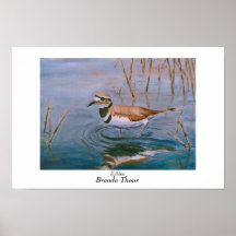 Killdeer Poster