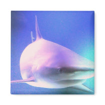 Killer Shark Magnet