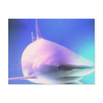 Killer Shark Postcard