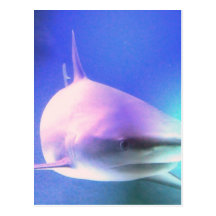 Killer Shark Postcard