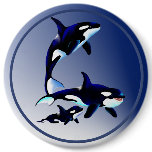 Killer Whale Family Buttons