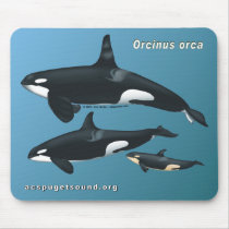 Killer Whale Family Mousepad on Teal Background