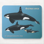 Killer Whale Family Mousepad on Teal Background